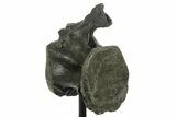 Fossil Sauropod (Barosaurus?) Caudal Vertebra - Wyoming #377950-3